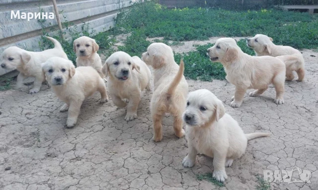 Голдън ретривър женски кученца, снимка 1
