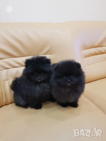 Померан померанчета момче и момиче!, снимка 11 - Померан - 52967692