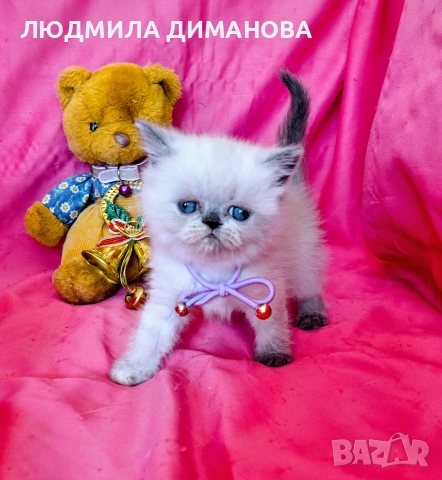 Екзотично момиче със сини очи , снимка 4 - Персийска - 52824159