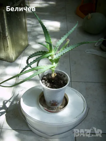 Алое, снимка 1