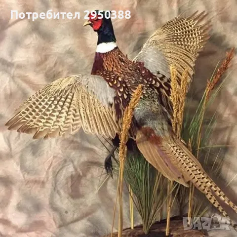 Препарирани фазани, снимка 7 - Други - 48732216