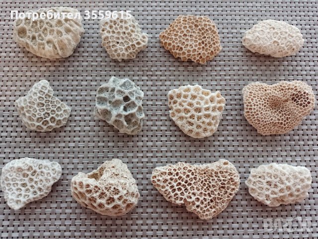 красиви корали от Шри Ланка