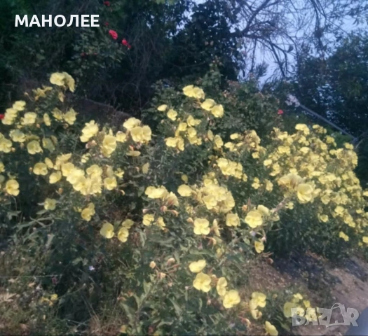 🌼🎁💐Вечерна иглика💐🎁🪷, снимка 2 - Градински цветя и растения - 53078698