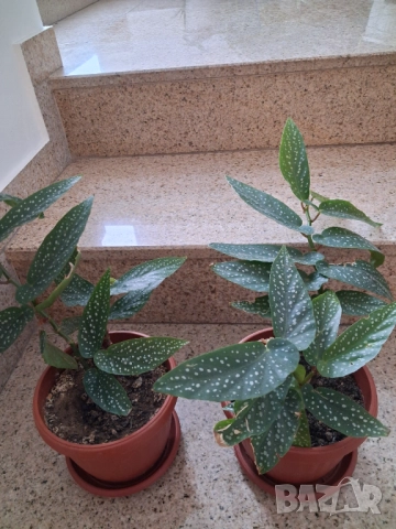 Стайни цветя - Бегония, снимка 3 - Стайни растения - 52315361