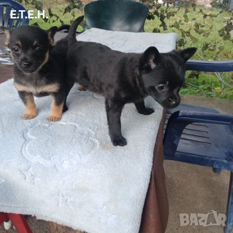 Мини Пинчерчета мини Пинчерчета., снимка 2 - Пинчер - 52368274