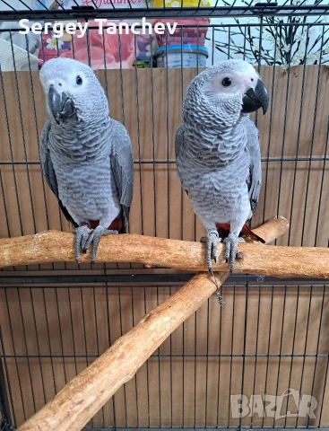 Папагали жако, снимка 2 - Папагали - 52689764