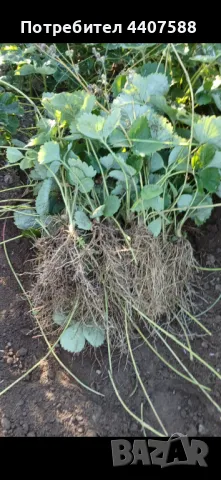 Разсад ягоди , снимка 6 - Разсади - 49528498