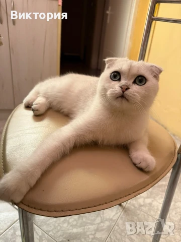 Котарак с порода клепоуха сребърна чинчила си търси женска , снимка 8 - Чинчили - 50580743