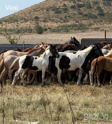 Предлагам тинкерчета , бащата е 900кг и е висок 175см, снимка 8 - Коне - 55973887