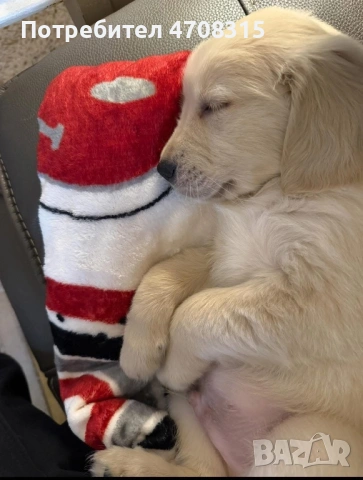 Голдън ретривър карамел момче, снимка 7 - Голдън ретривър - 53260030