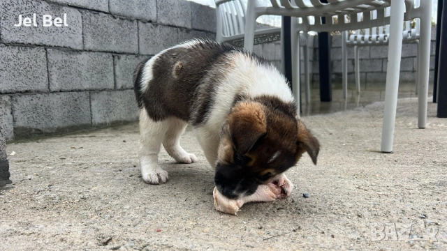 Кученце Кръстоска Алабай Х Белгийска Овчарка с Доставка, снимка 11 - Алабай - 49938706