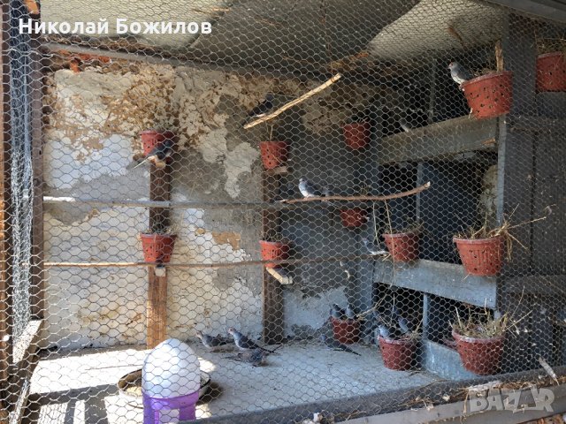 Продавам Диамантени Гугутки , снимка 3 - други­ - 34243652