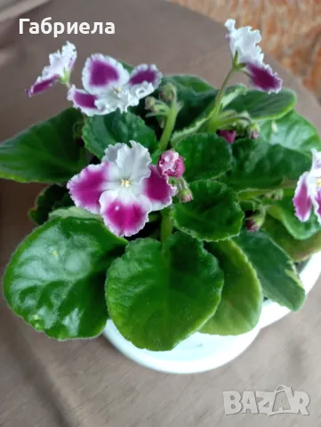 Сентполия- кичеста теменужка, снимка 15 - Градински цветя и растения - 45783649