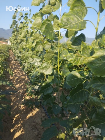 Фиданки от топола , снимка 3 - Градински цветя и растения - 51343080