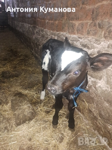 Продавам телета 