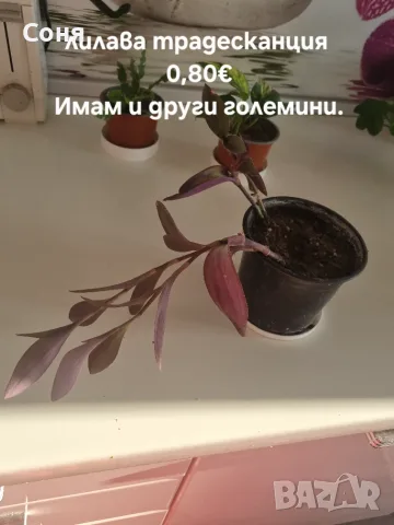 Различни  цветя , снимка 16 - Стайни растения - 50757911