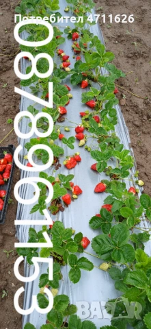 Разсад ягоди и малини , снимка 3 - Разсади - 53133393