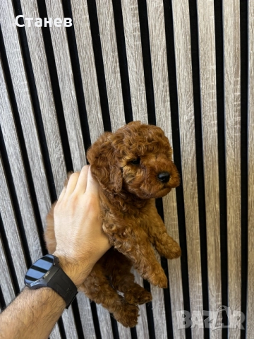 Мини Пудел Момчета / Mini Poodle Boys, снимка 8 - Померан - 55655687