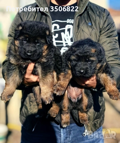 Немски овчарки