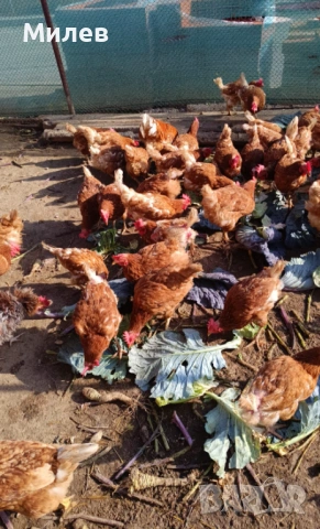 Кокошки носачки Ломан Браун