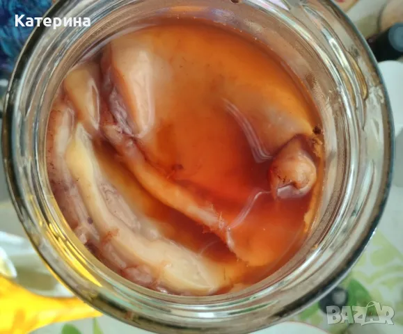 Кафе комбуча гъба SCOBY - 3-4 гъби, снимка 2 - Домашни напитки - 48718265