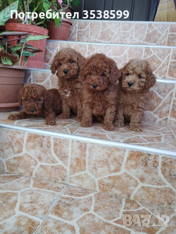 Мини Пуделчета., снимка 3 - Пудели - 52898082