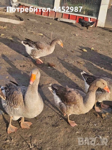 Гъски и патки, снимка 6 - Патици и гъски - 52509304