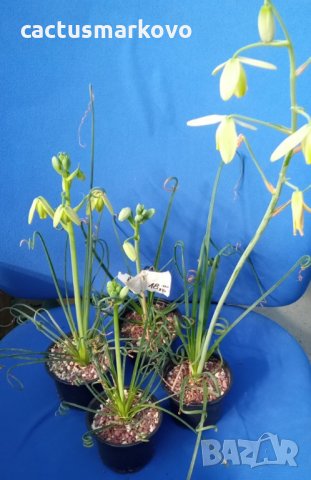 albuca spiralis, снимка 2 - Стайни растения - 35668311