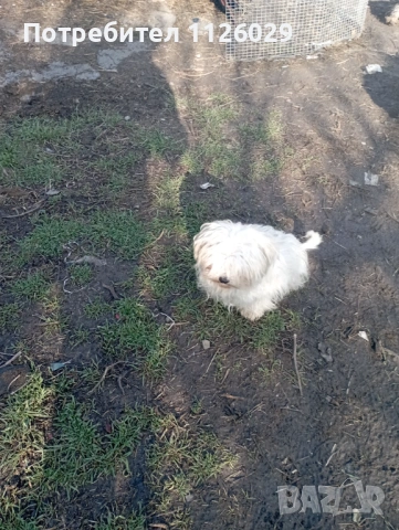 Малтийски болонки женски, снимка 2 - Болонка - 53690021