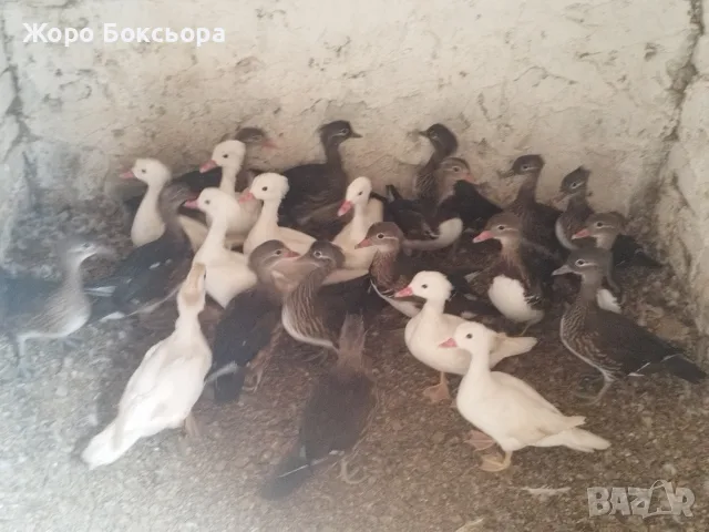две женски мандаринки 