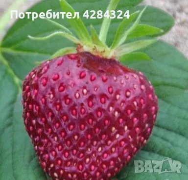 Prodavam korencheta celogodishni qgodi Nov sort Fragaria, снимка 3 - Разсади - 47804500
