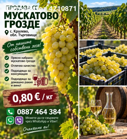  🍇грозде мускат, прясно отбрано от лозата 🍇