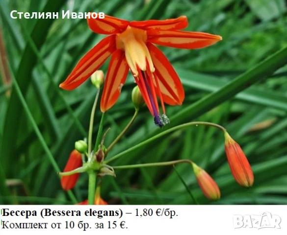 Бесера (Bessera elegans) - луковици, снимка 2 - Стайни растения - 53656363