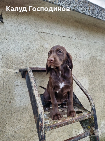 Продавам кученца, снимка 6 - Други - 53426117