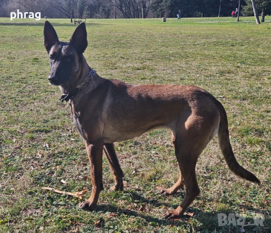 Белгийска овчарка Малиноа - женска, снимка 8 - Белгийска овчарка - 51116434