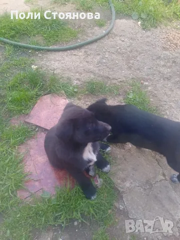 Подарявам, снимка 1