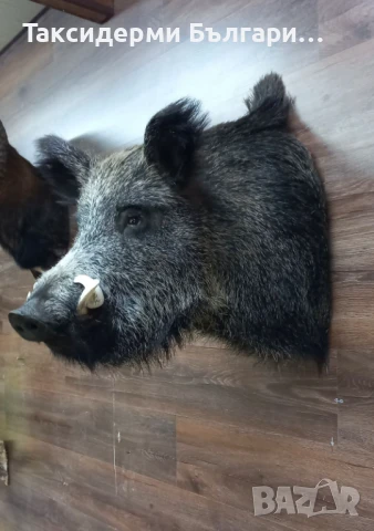 Препариран трофей на глиган, снимка 1