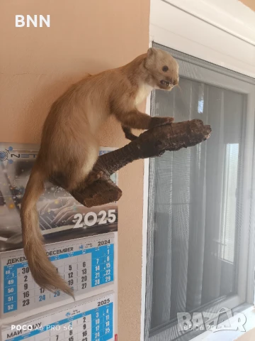 Препарирана Невестулка, снимка 5 - Други животни - 50559639