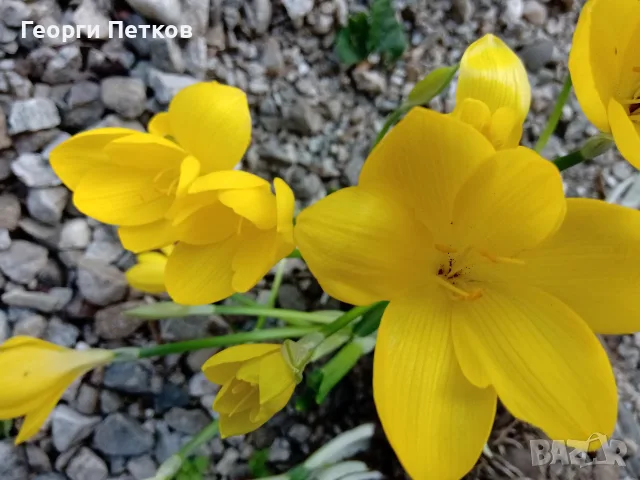 Есенен Минзухар - 10бр.луковици - 7 €., снимка 4 - Градински цветя и растения - 56105322