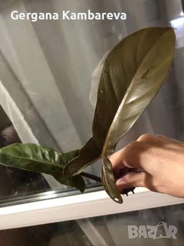 Резник philodendron Florida Bronze , снимка 6 - Стайни растения - 56274216