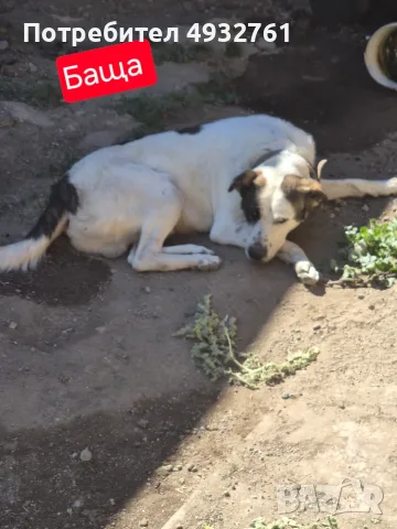 Продавам 3 мъжки 3 женски много добри кученца за двор да ви пазият , снимка 7 - Други - 56180976
