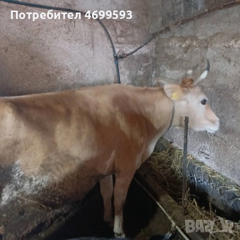 Крава - порода Джерсей (Жарсе)