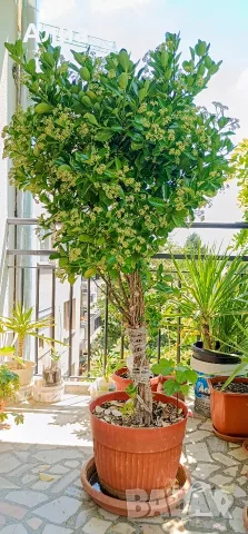 Многогодишен зелен храст Euonymus japonicus, снимка 8 - Градински цветя и растения - 41324609