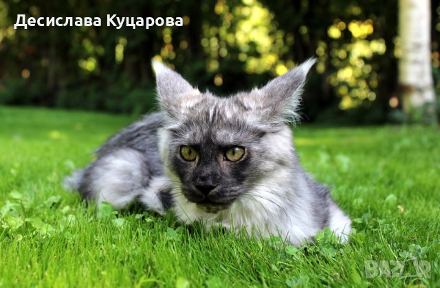 Мейн Куун ( Maine Coon ), снимка 3 - Мейн кун - 41407719