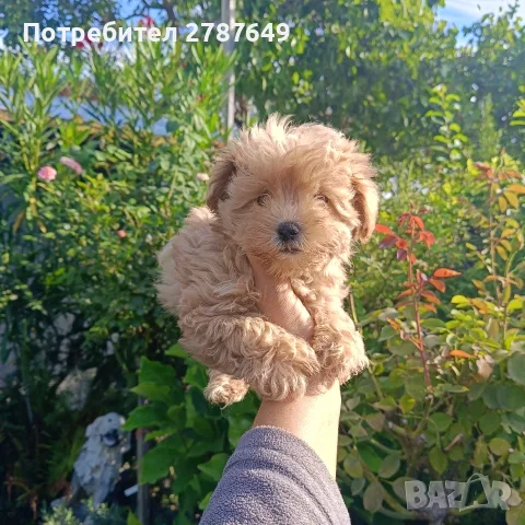 Малтипу♥️♥️Момичета, снимка 6 - Пудели - 56126037