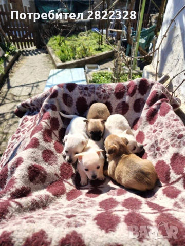 Продавам малки кученца чихуахуа , снимка 2 - Чихуахуа - 53659618