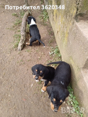 Ловни кучета, снимка 5 - Гонче - 53439326