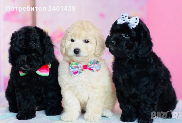 Мини пудел, снимка 3 - Пудели - 53689392