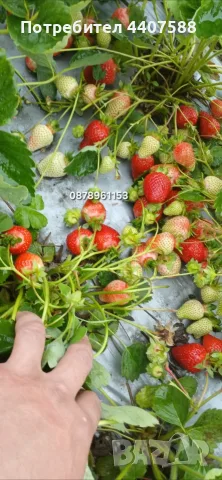 Разсад Ягоди Целогодишни Сортове, снимка 2 - Разсади - 56368977