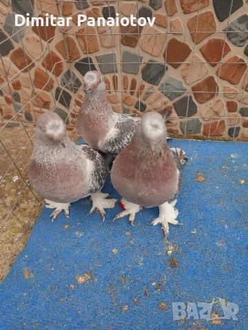 мардини, снимка 5 - Гълъби - 52183181